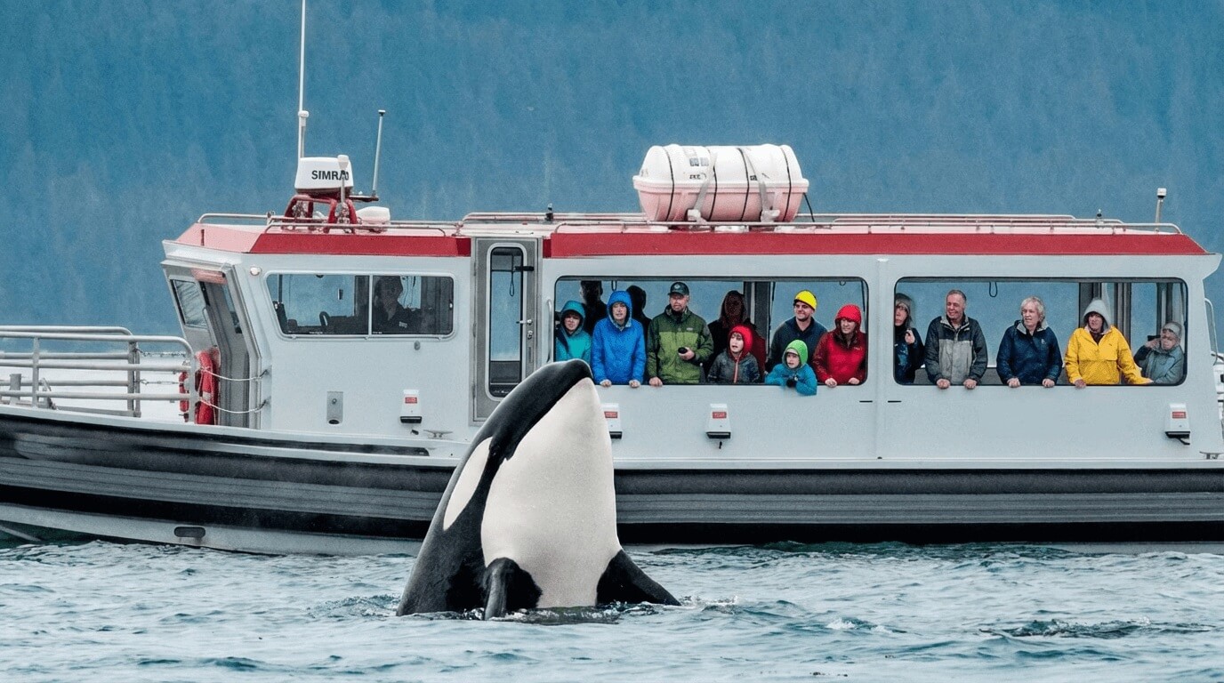 excursions baleines juneau